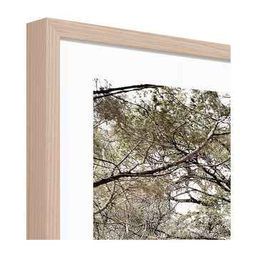 Eucalyptus Track Print