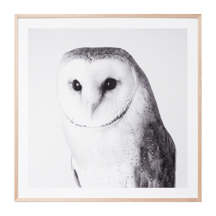 Barn Owl Grey Print