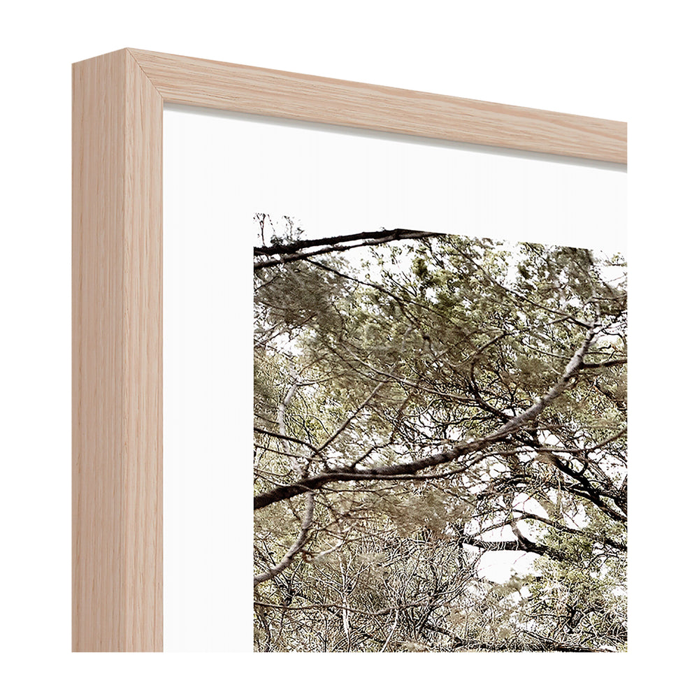 Eucalyptus Track Print