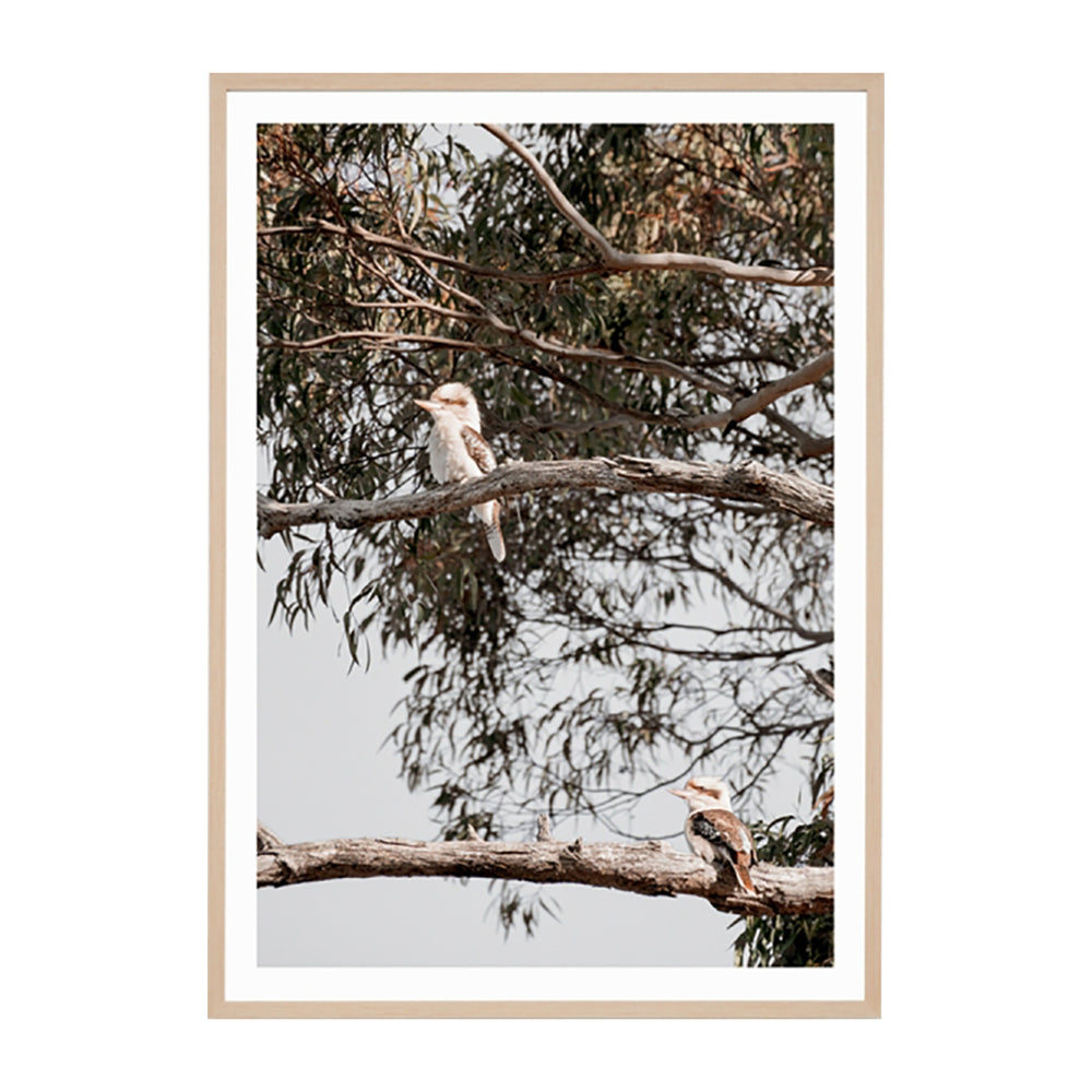 Kookaburra Perch Framed Print