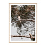 Kookaburra Perch Framed Print - 33 x 45cm