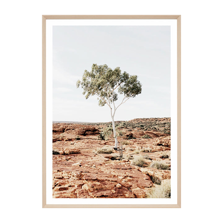 Outback Gum Framed Print
