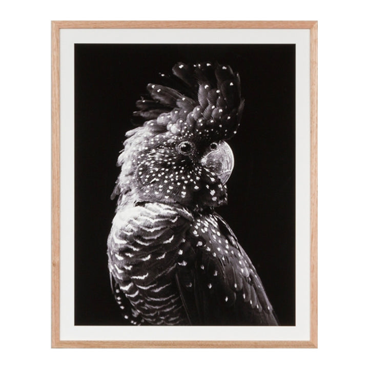 Black Cockatoo Grey Print
