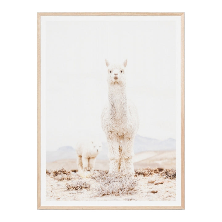 Curious Llama Print