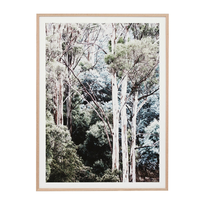 Eucalyptus Canopy Print