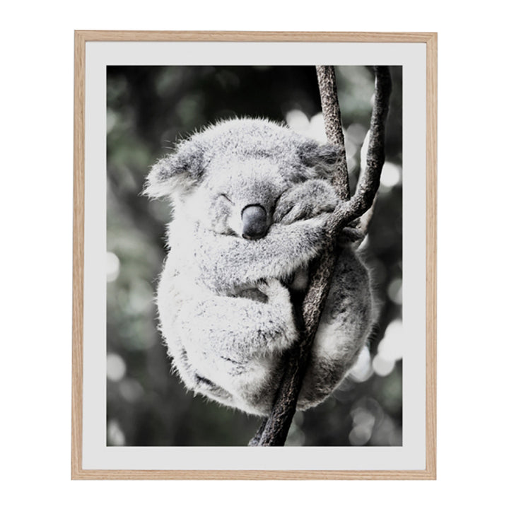 Koala Friend Bushfire Appeal Edition